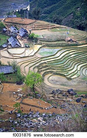 Vietnam, Sappa, ricefields. View Large Photo Image Stock Photograph - Vietnam, Sappa, ricefields.. Fotosearch