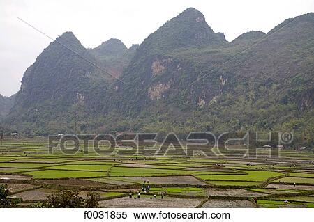 Vietnam, Son La, ricefields. View Large Photo Image Stock Photography - Vietnam, Son La, ricefields.. Fotosearch