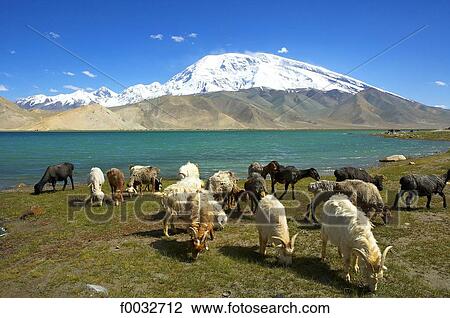 China, Xinjiang, lake Karakul and Muztagh Ata, goats View Large Photo Image Stock Image - China, Xinjiang, lake Karakul and Muztagh Ata, goats. Fotosearch