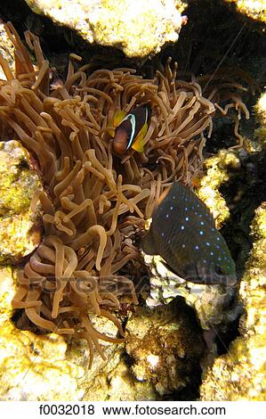 Egypt, Sharm-el-Sheikh, Nabq Bay, fishes. View Large Photo Image Stock Photo - Egypt, Sharm-el-Sheikh, Nabq Bay, fishes.. Fotosearch