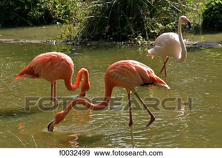 France, Brittany, zoological park of Branfere, flamingo View Large Photo Image Stock Photo - France, Brittany, zoological park of Branfere, flamingo. Fotosearch