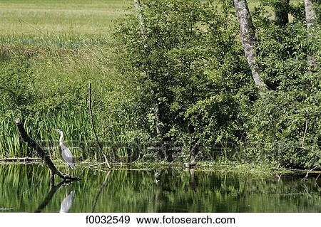 France, Burgundy, Ancy Le Libre, Armancon river, heron View Large Photo Image Stock Photo - France, Burgundy, Ancy Le Libre, Armancon river, heron. Fotosearch
