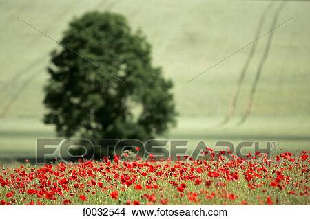 France, Burgundy, fields of poppies View Large Photo Image Picture - France, Burgundy, fields of poppies. Fotosearch