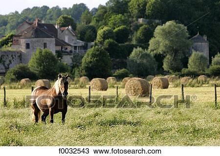 Stock Image - France, Burgundy, Noyer sur Serain, horse in a field. Fotosearch