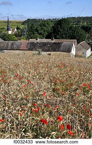 France, Centre, Rouvres, fields of wheat View Large Photo Image Stock Image - France, Centre, Rouvres, fields of wheat. Fotosearch