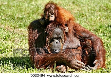 France, Centre, Saint Aignan, zoo of Beauval, orang utan View Large Photo Image Picture - France, Centre, Saint Aignan, zoo of Beauval, orang utan. Fotosearch