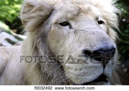 France, Centre, Saint Aignan, zoo of Beauval, white lion View Large Photo Image Stock Image - France, Centre, Saint Aignan, zoo of Beauval, white lion. Fotosearch