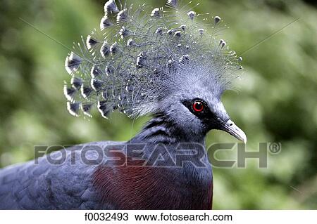 Stock Image - France, Centre, Saint Aignan, zoo of Beauval, pigeon. Fotosearch