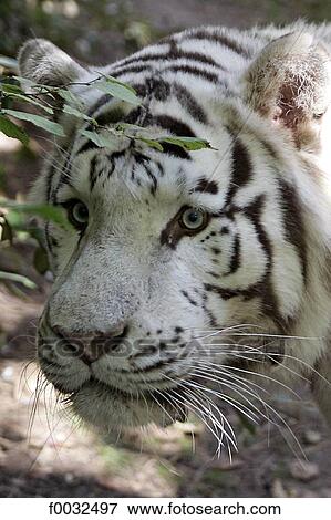 France, Centre, Saint Aignan, zoo of Beauval, white tiger View Large Photo Image Stock Photo - France, Centre, Saint Aignan, zoo of Beauval, white tiger. Fotosearch