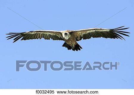 France, Centre, Saint Aignan, zoo of Beauval, bird of prey View Large Photo Image Stock Photography - France, Centre, Saint Aignan, zoo of Beauval, bird of prey. Fotosearch
