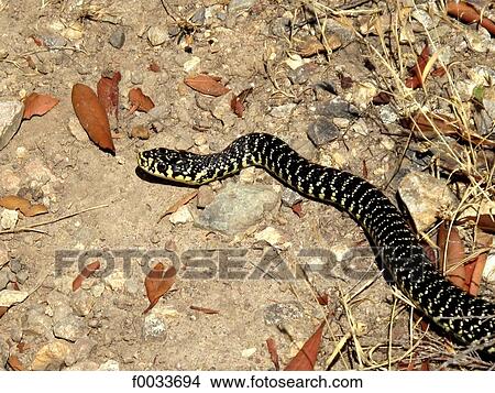 France, Corsica, near Calvi, rat snake View Large Photo Image Picture - France, Corsica, near Calvi, rat snake. Fotosearch