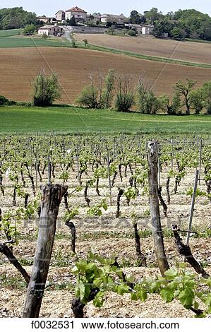 France, Languedoc, Gaillac, vineyards View Large Photo Image Stock Image - France, Languedoc, Gaillac, vineyards. Fotosearch