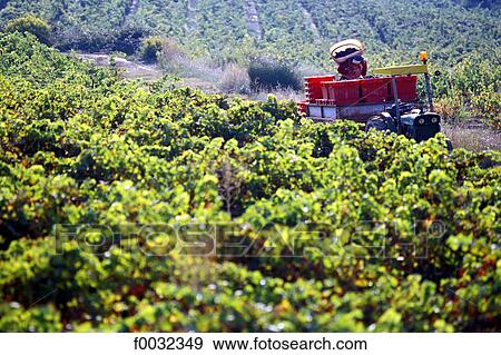 Stock Photo - France, Languedoc, Talairan. Fotosearch