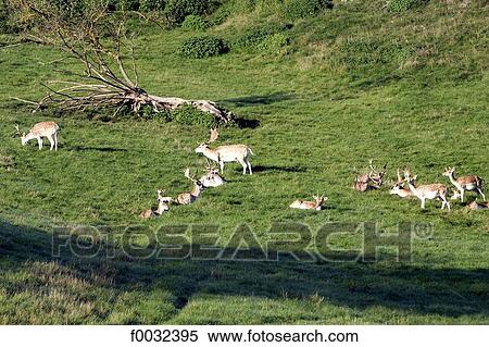 France, Limousin, Evraux les Bains, park of the deers View Large Photo Image Stock Photography - France, Limousin, Evraux les Bains, park of the deers. Fotosearch