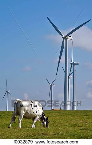Stock Photo - France, Normandy, Fecamp, wind machines and a cow. Fotosearch