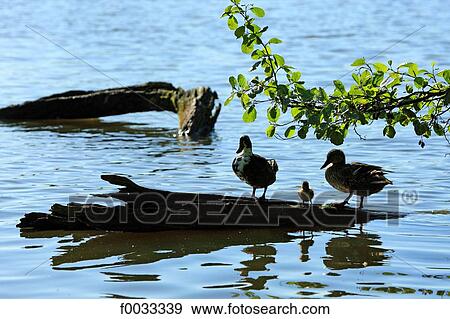 France, Pas-de-Calais, Adres, ducks on the lake View Large Photo Image Stock Photo - France, Pas-de-Calais, Adres, ducks on the lake. Fotosearch