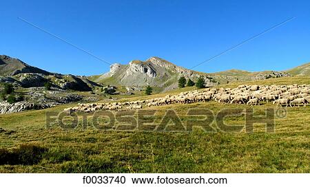 France, Provence, near the lake of Allos, herd of sheeps View Large Photo Image Stock Image - France, Provence, near the lake of Allos, herd of sheeps. Fotosearch