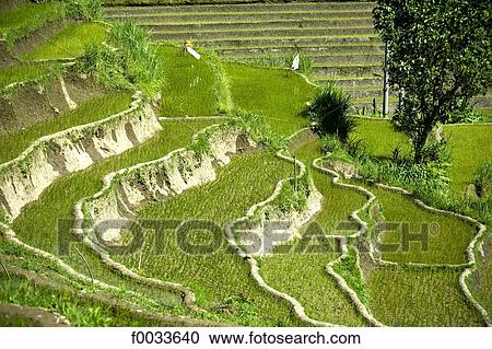 Indonesia, Bali, Amlapura, ricefields View Large Photo Image Stock Image - Indonesia, Bali, Amlapura, ricefields. Fotosearch