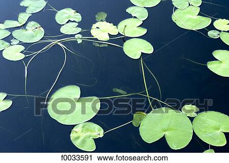 Indonesia, Bali, lake Bratan, waterlilies View Large Photo Image Stock Image - Indonesia, Bali, lake Bratan, waterlilies. Fotosearch