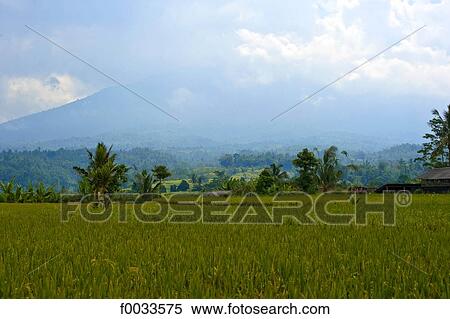 Indonesia, Bali, Mount Agung, ricefields View Large Photo Image Stock Photography - Indonesia, Bali, Mount Agung, ricefields. Fotosearch