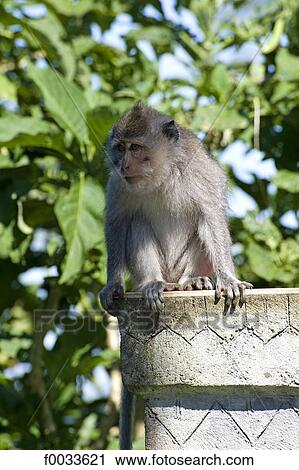 Indonesia, Bali, near Buyan lake, monkey View Large Photo Image Stock Image - Indonesia, Bali, near Buyan lake, monkey. Fotosearch