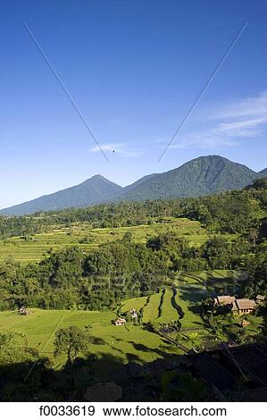 Indonesia, Bali, ricefields and mount Bratan in the background View Large Photo Image Stock Photo - Indonesia, Bali, ricefields and mount Bratan in the background. Fotosearch