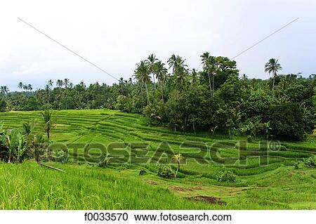 Indonesia, Bali, ricefields View Large Photo Image Stock Image - Indonesia, Bali, ricefields. Fotosearch