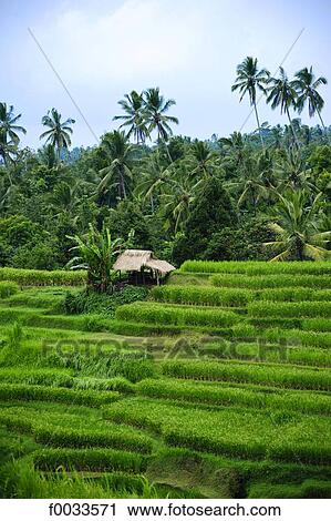 Indonesia, Bali, ricefields View Large Photo Image Stock Image - Indonesia, Bali, ricefields. Fotosearch