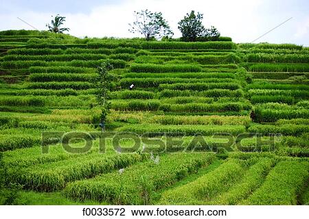 Indonesia, Bali, ricefields View Large Photo Image Stock Image - Indonesia, Bali, ricefields. Fotosearch
