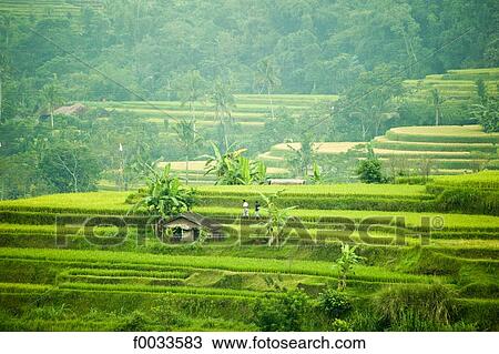 Indonesia, Bali, ricefields View Large Photo Image Stock Image - Indonesia, Bali, ricefields. Fotosearch