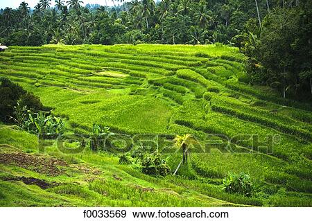Stock Photo - Indonesia, Bali, ricefields. Fotosearch