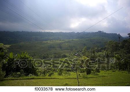 Stock Photo - Indonesia, Bali, ricefields. Fotosearch