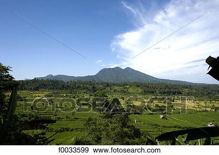 Indonesia, Bali, ricefields View Large Photo Image Stock Photo - Indonesia, Bali, ricefields. Fotosearch
