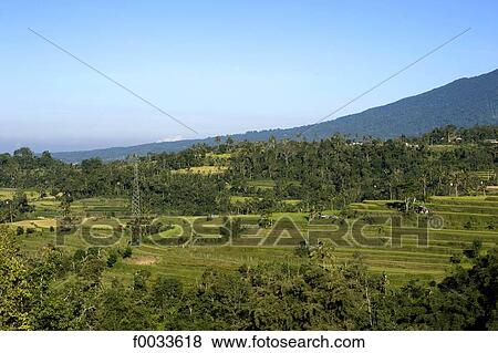 Stock Photo - Indonesia, Bali, ricefields. Fotosearch