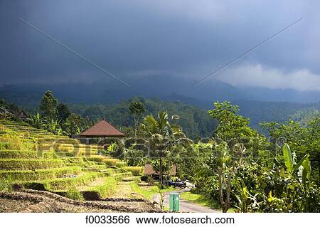 Indonesia, Bali, ricefields View Large Photo Image Stock Photograph - Indonesia, Bali, ricefields. Fotosearch