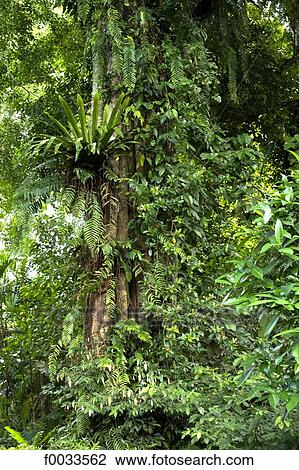 Indonesia, Bali, tropical forest View Large Photo Image Stock Image - Indonesia, Bali, tropical forest. Fotosearch