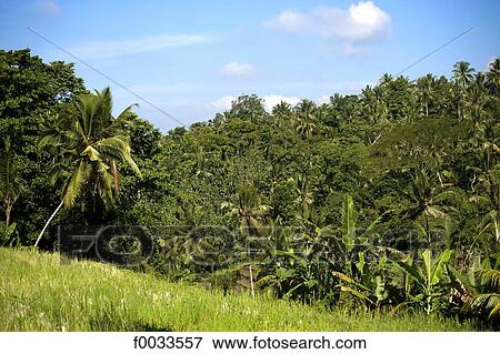 Stock Photo - Indonesia, Bali, tropical forest. Fotosearch