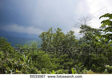 Indonesia, Bali, tropical forest View Large Photo Image Stock Photo - Indonesia, Bali, tropical forest. Fotosearch