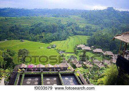 Indonesia, Bali, view of ricefields from a hotel View Large Photo Image Stock Photo - Indonesia, Bali, view of ricefields from a hotel. Fotosearch