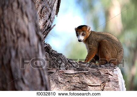 Stock Image - Madagascar, near Diego Suarez, lemur. Fotosearch