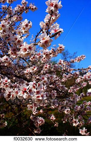 Stock Image - Morocco, Berkane, almond. Fotosearch