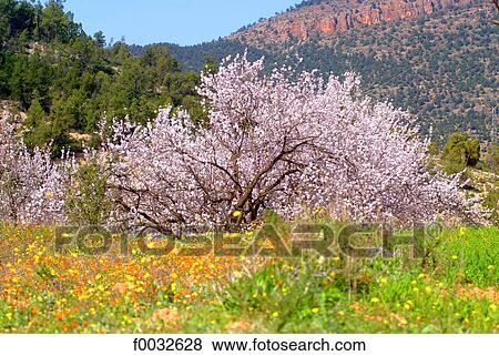 Morocco, Berkane, almond View Large Photo Image Stock Photo - Morocco, Berkane, almond. Fotosearch