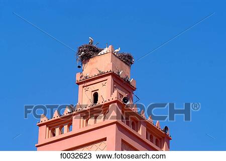 Morocco, Berkane, stork View Large Photo Image Stock Image - Morocco, Berkane, stork. Fotosearch