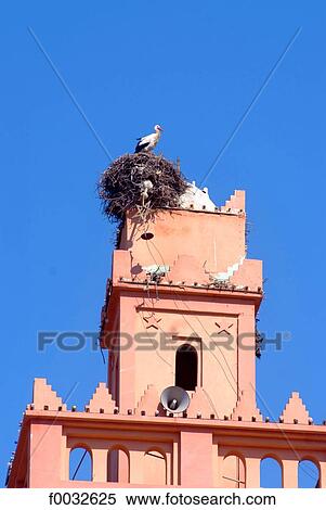 Morocco, Berkane, stork View Large Photo Image Stock Photography - Morocco, Berkane, stork. Fotosearch