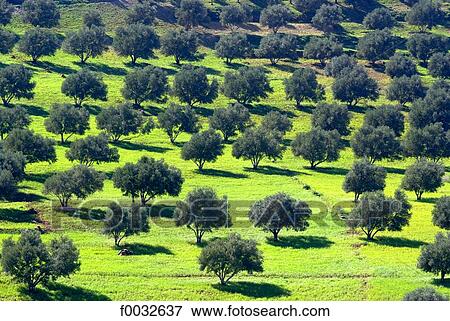 Morocco, between Oujda and Fes, olive tree View Large Photo Image Stock Photo - Morocco, between Oujda and Fes, olive tree. Fotosearch