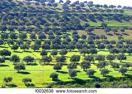 Morocco, between Oujda and Fes, olive tree View Large Photo Image Stock Photograph - Morocco, between Oujda and Fes, olive tree. Fotosearch