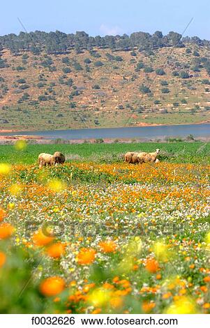 Morocco, near Oujda View Large Photo Image Stock Photograph - Morocco, near Oujda. Fotosearch