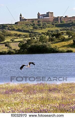 Portugal, Alentejo, Moura, stork View Large Photo Image Stock Image - Portugal, Alentejo, Moura, stork. Fotosearch