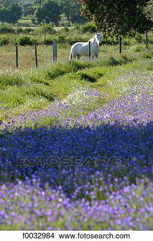 Picture - Portugal, Alentejo, near Monsaraz, horse. Fotosearch