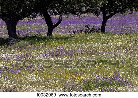 Stock Photo - Portugal, Alentejo, near Moura. Fotosearch